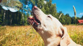 Golpes de calor en perros: Por qué se dan y los síntomas.