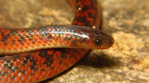 Descubren en Brasil una nueva especie de serpiente no venenosa