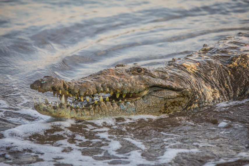 MiAmbiente implementará estrategias ante la presencia de cocodrilos en áreas residenciales.