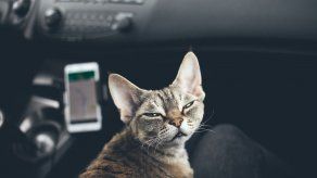 Viajar en carro con gatos ¿Qué llevar? y ¿Qué medidas tomar?