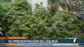 Pacientes aplauden reglamentación de uso medicinal del cannabis en Panamá