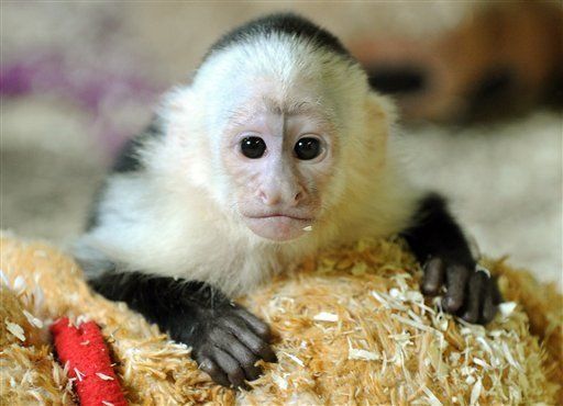 Alemania exige a Bieber pagar cuenta de su mono