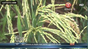 Presidente anunció que el Ima comprará la producción de arroz en buen estado a productores