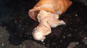 MIDA anuncia que Panamá está libre del caracol gigante africano. MIDA anuncia que Panamá está libre del caracol gigante africano.